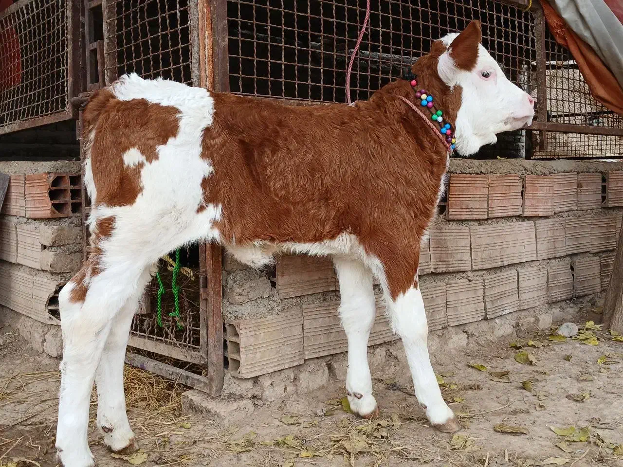 گوساله سیمینتال ماده قرمز شرابی اخرت جنس بالاگاو|حیوانات مزرعه|آق قلا, |دیوار