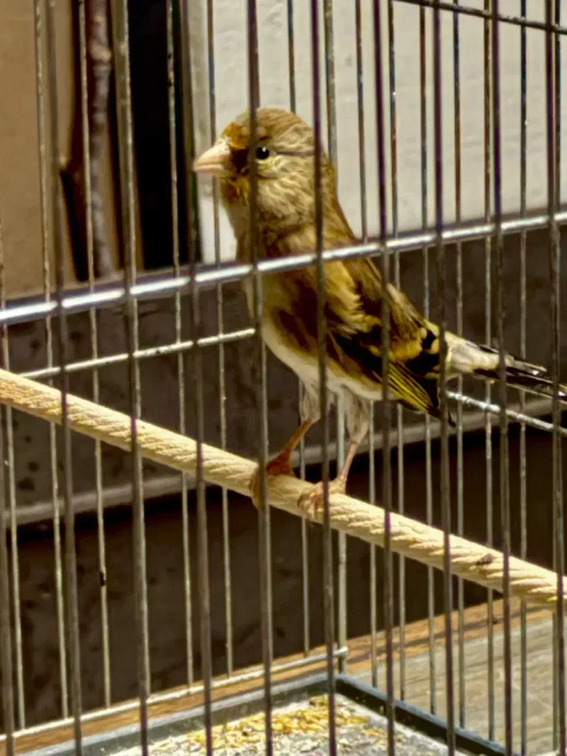 سهره قناری نر|پرنده|قزوین, |دیوار