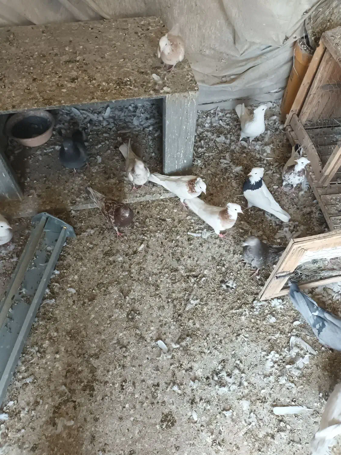 ۸ تا طوقی همه کاکلی پالخت دونه ۵۰۰|پرنده|نجف‌آباد, جلال آباد|دیوار