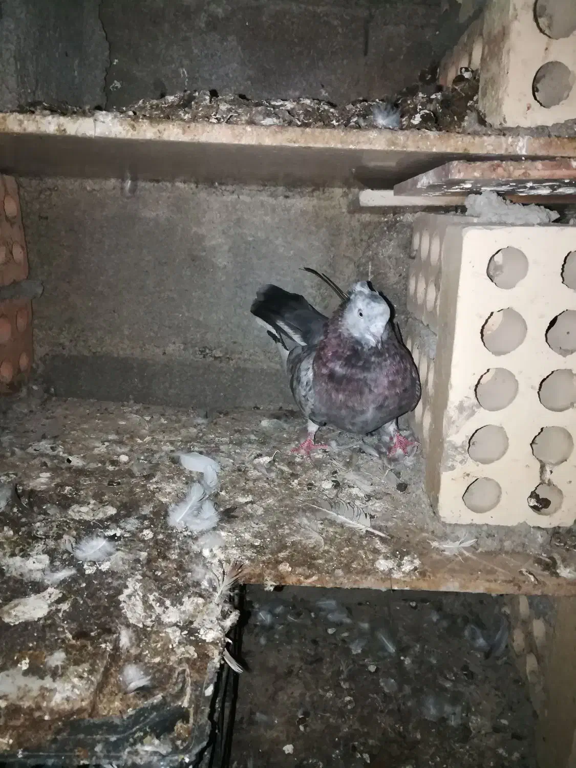 کبوتر سرور و تکپر|پرنده|رامیان, |دیوار