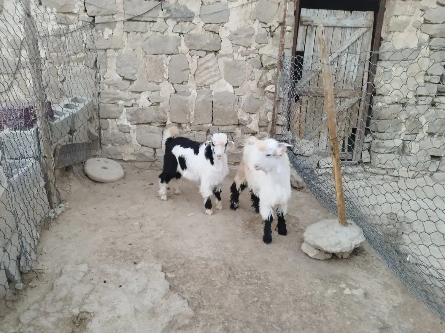 2  بز  و  2 بیگ|حیوانات مزرعه|مسجد سلیمان, |دیوار