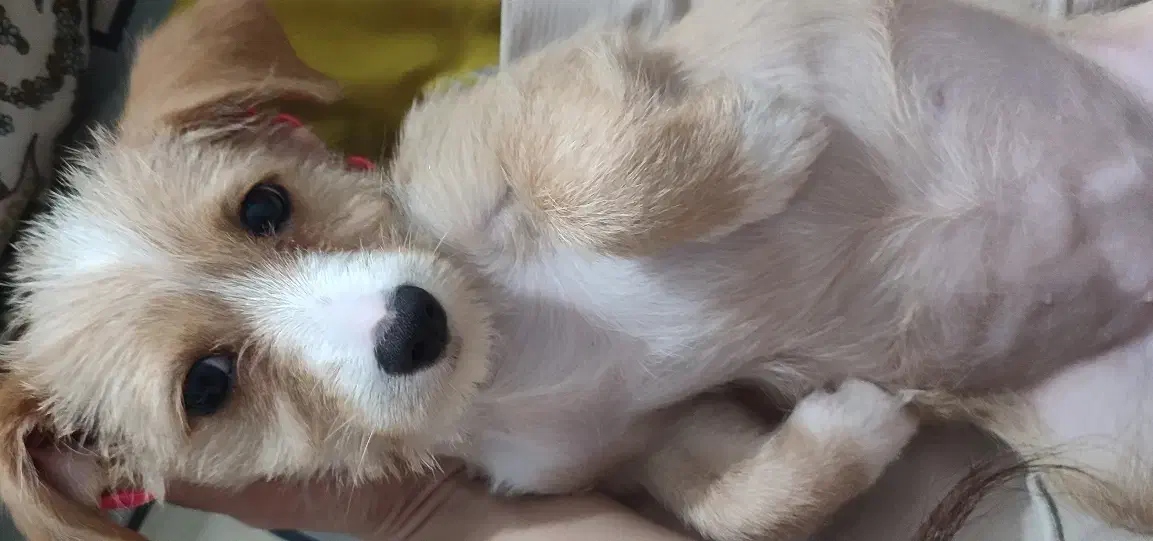 توله سگ اشپیتز تریر|سگ|رشت, خرسندی|دیوار