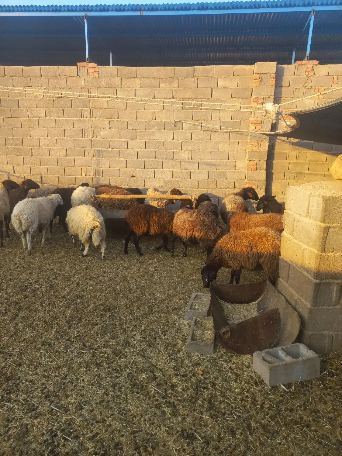 میش همو هترو|حیوانات مزرعه|کرمان, |دیوار