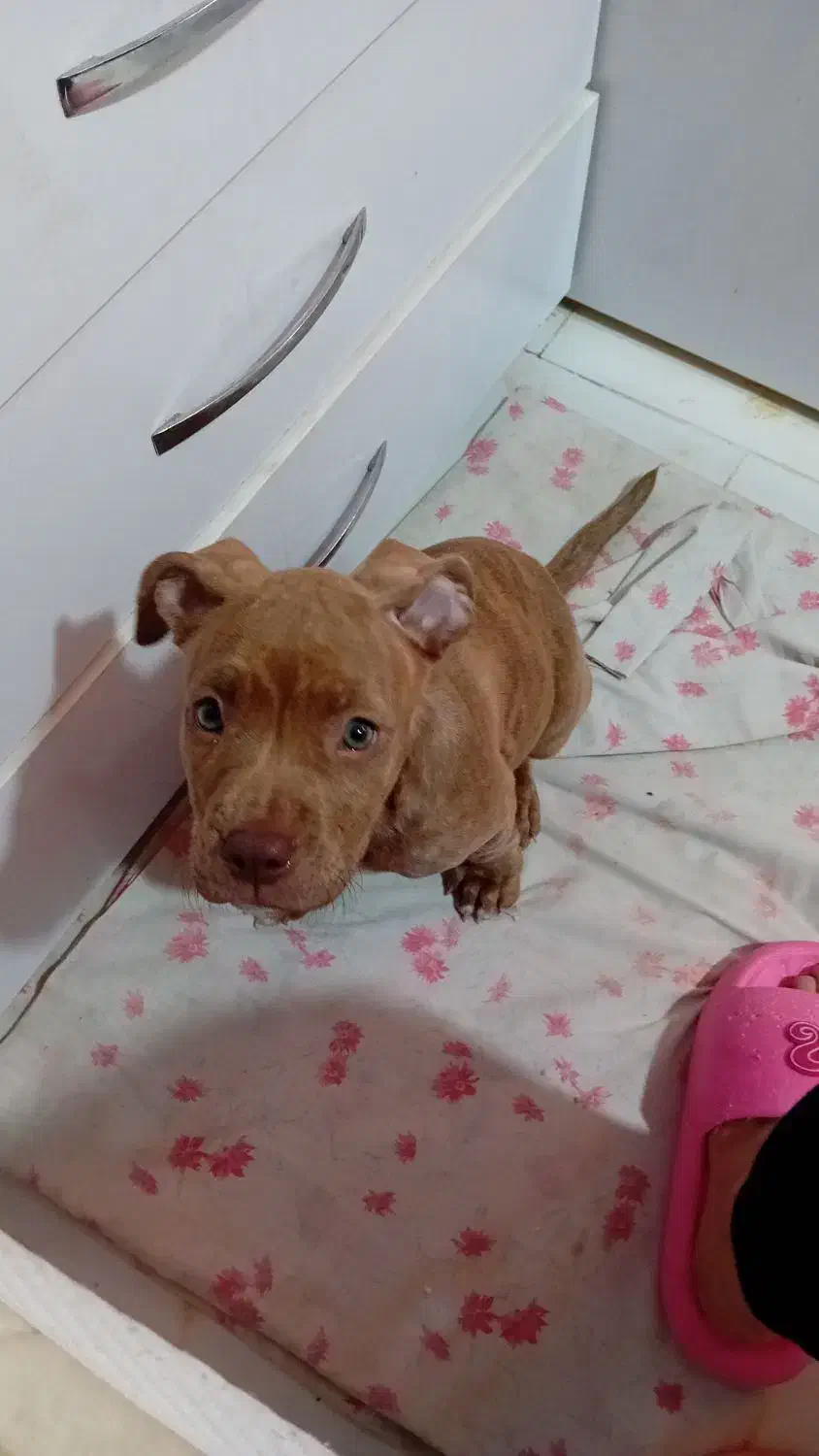 واگذار سگ پیت بول|سگ|تهران, تهرانسر مرکزی|دیوار