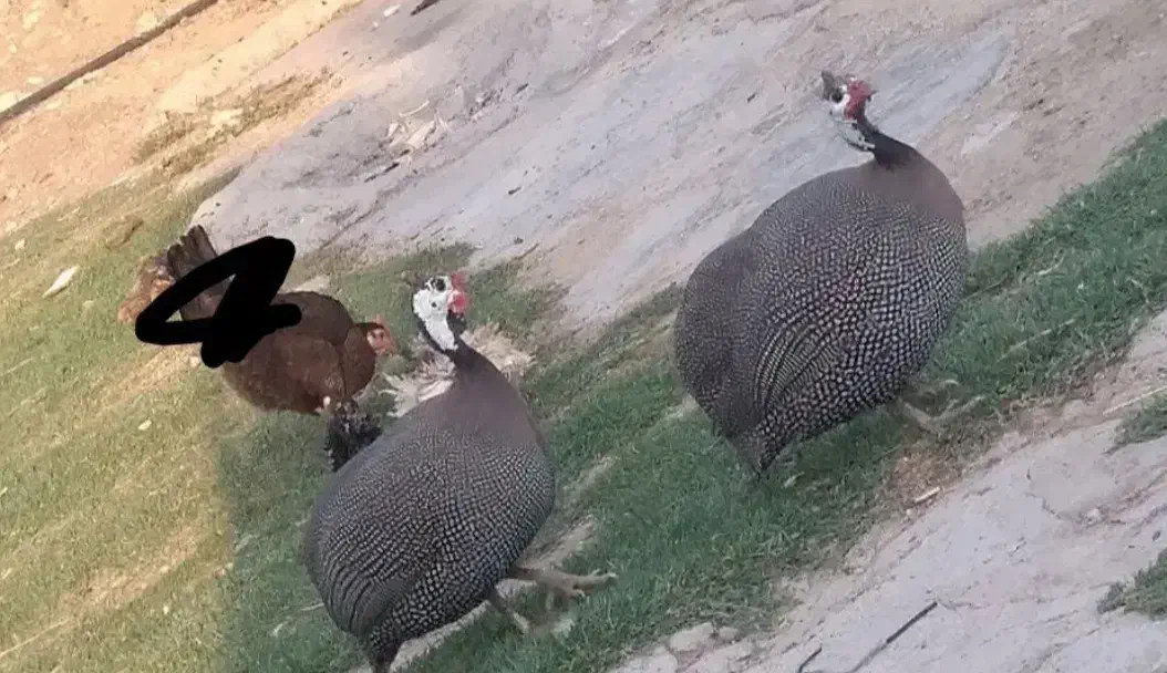 مرغ شاخدار|حیوانات مزرعه|سی‌سخت, |دیوار