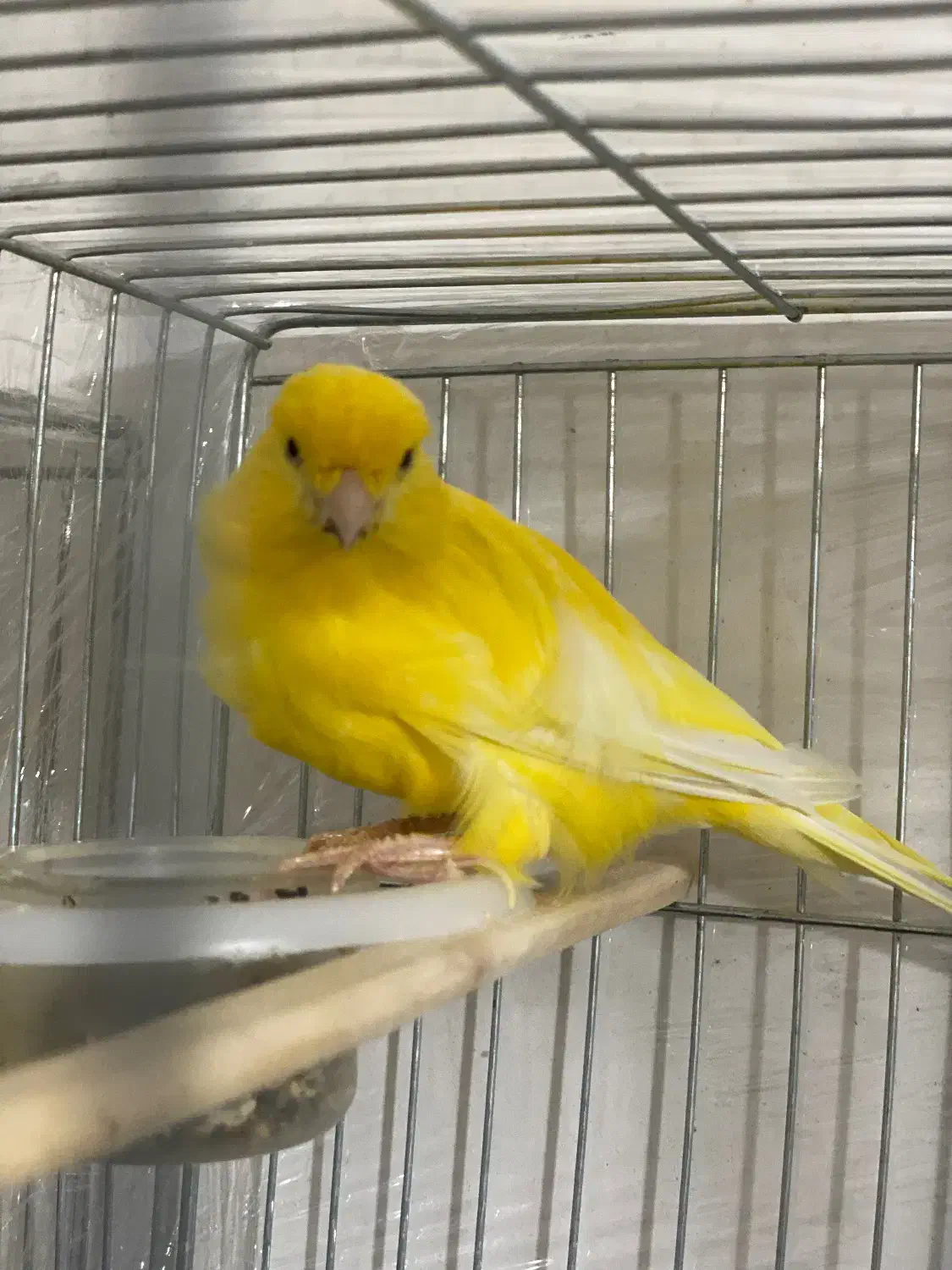 قناری|پرنده|نسیم‌شهر, |دیوار