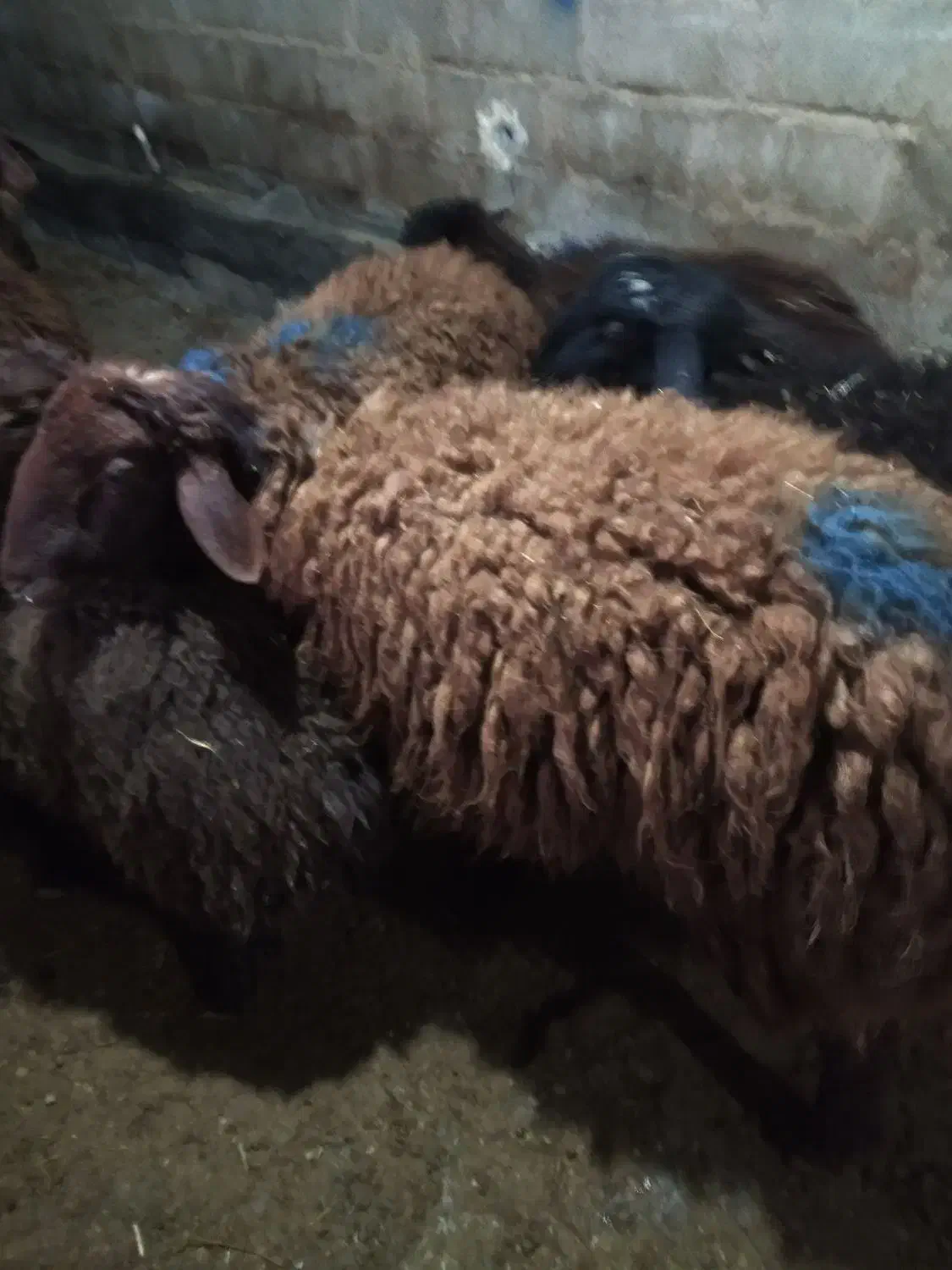 بره نر کشتاری چاق چاق|حیوانات مزرعه|کوهدشت, |دیوار