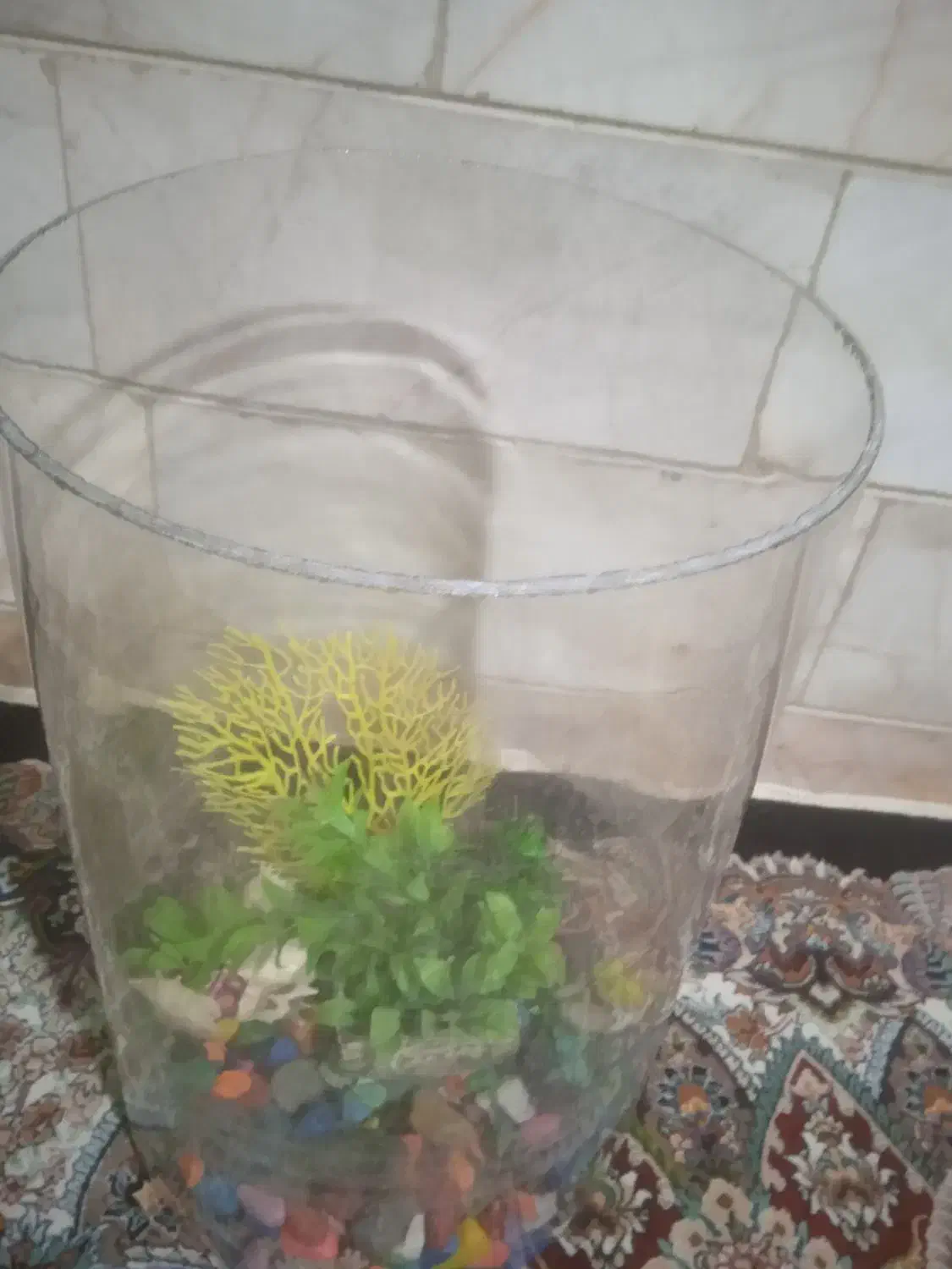 اکواریوم دایره سالم سالم|ماهی|ملایر, |دیوار