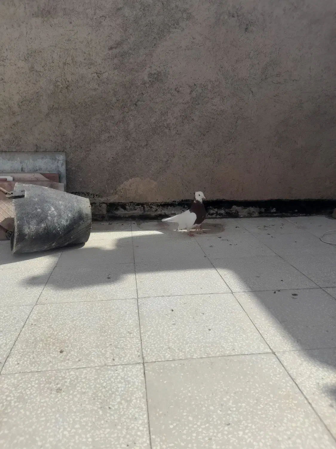 طوقی سرخ نر جوان|پرنده|سبزوار, توحیدشهر|دیوار