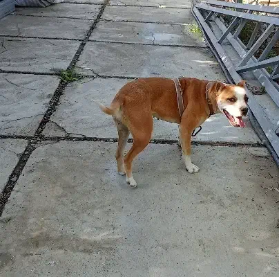 سگ گمشده|سگ|نوشین شهر, |دیوار