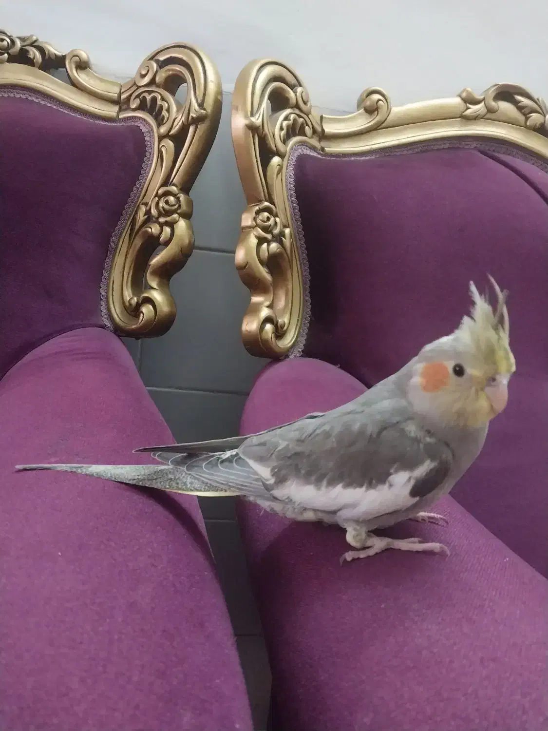 عروس اهویی و طوسی|پرنده|حمیدیا, |دیوار