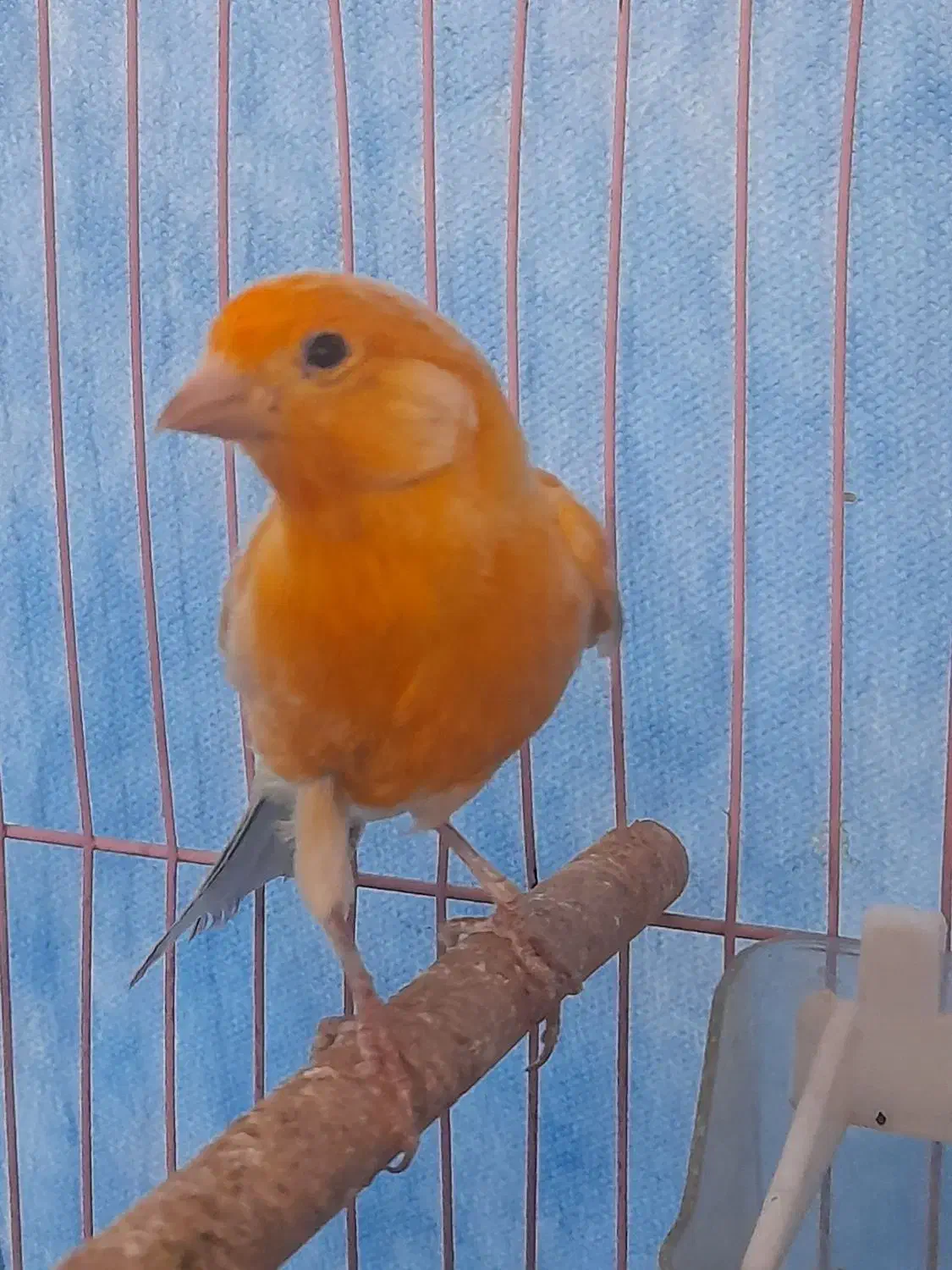 قناری نر بخون|پرنده|کرمان, |دیوار