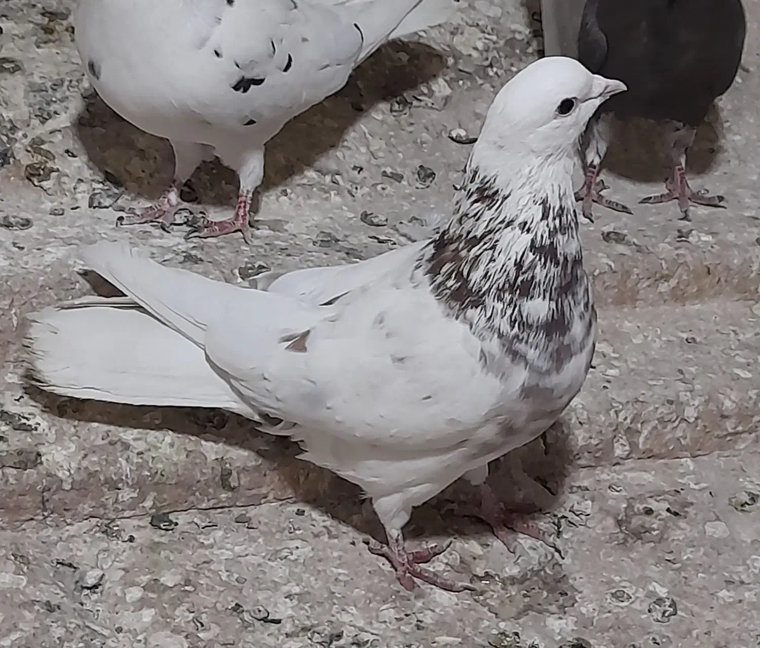 کفتر یا کبوتر پرشی رو بلندی|پرنده|قرچک, زیبا شهر|دیوار