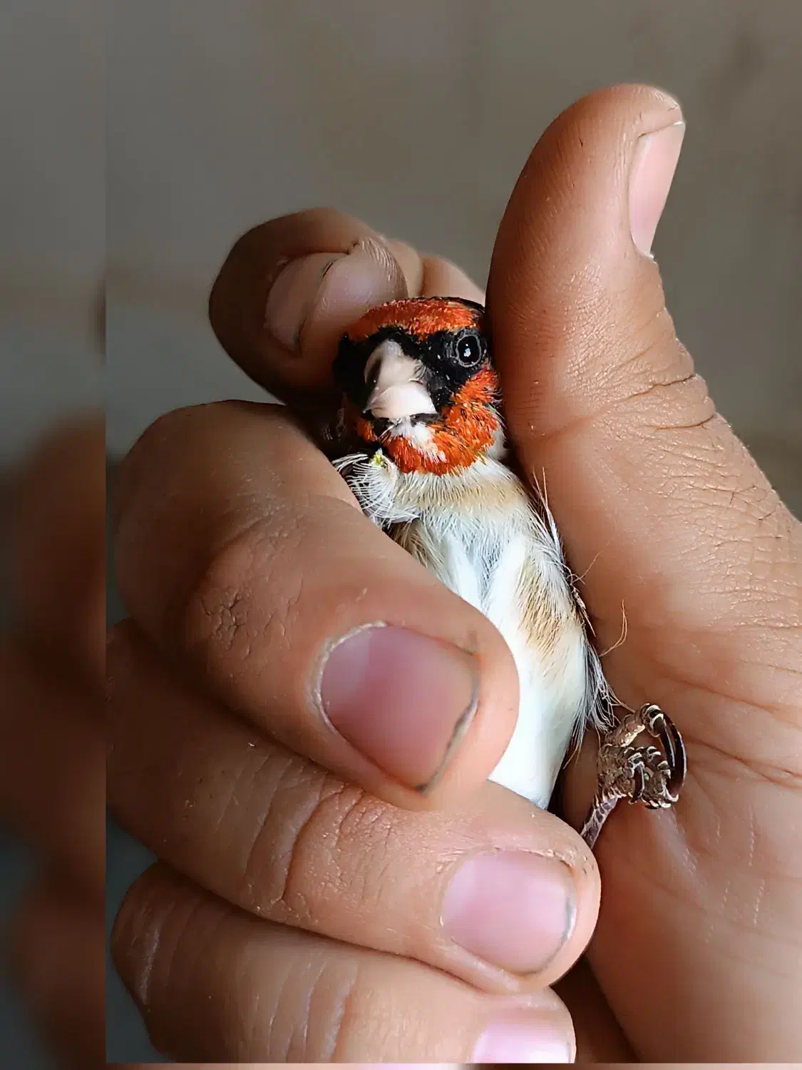 سهره چونه سفید|پرنده|سقز, |دیوار