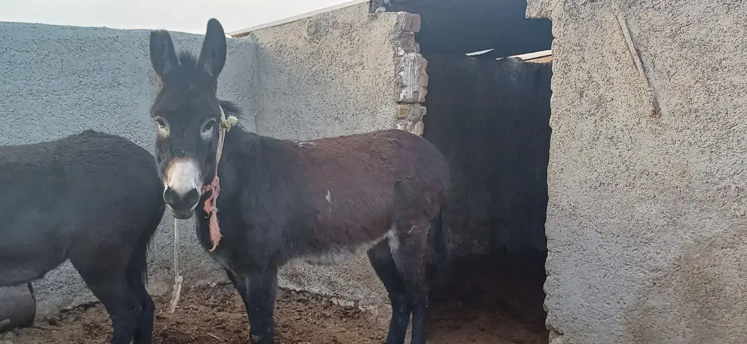 خر نر|حیوانات مزرعه|نظرآباد, نجم آباد|دیوار