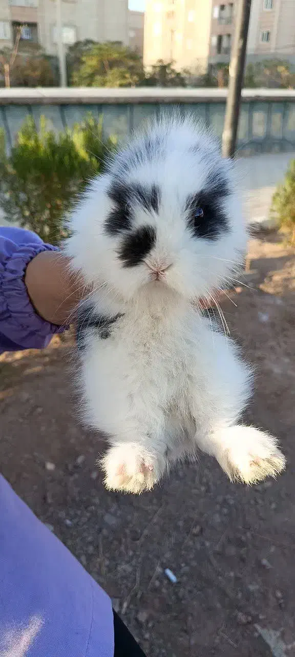 خرگوش لوپ|موش و خرگوش|پرند, فاز ۶|دیوار