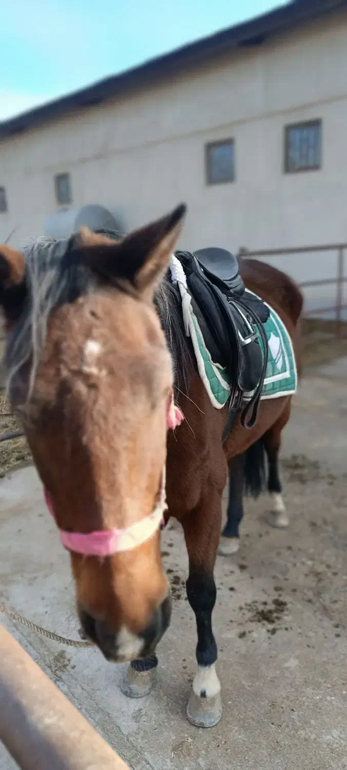 اسب|اسب و تجهیزات اسب‌سواری|کرمان, |دیوار