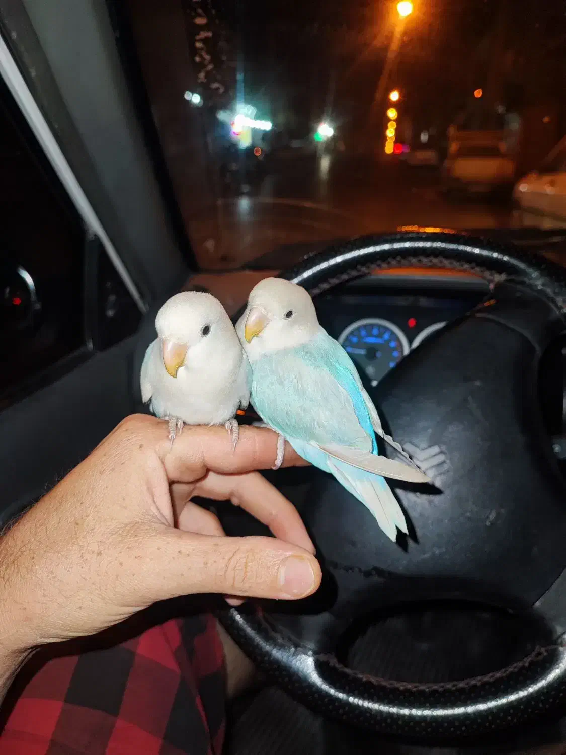 طوطی کوتوله|پرنده|یزد, |دیوار