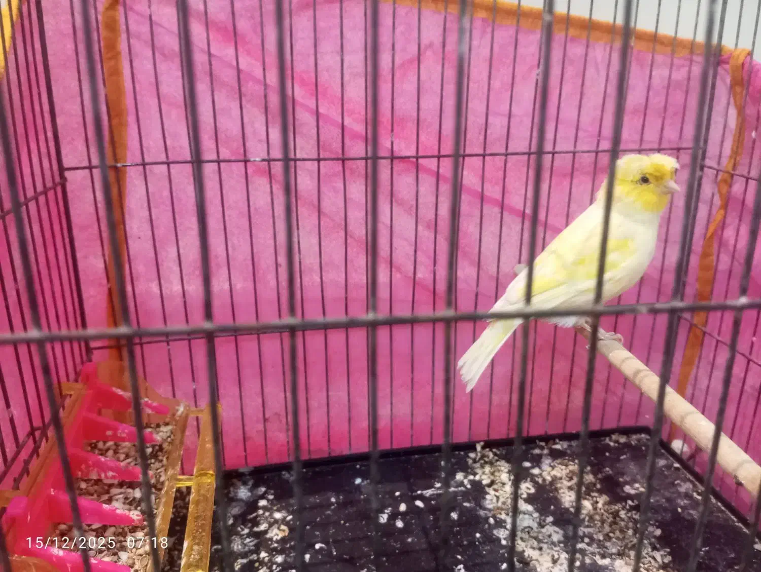 قناری نر مو چتری|پرنده|قرچک, شهرک طلائیه|دیوار