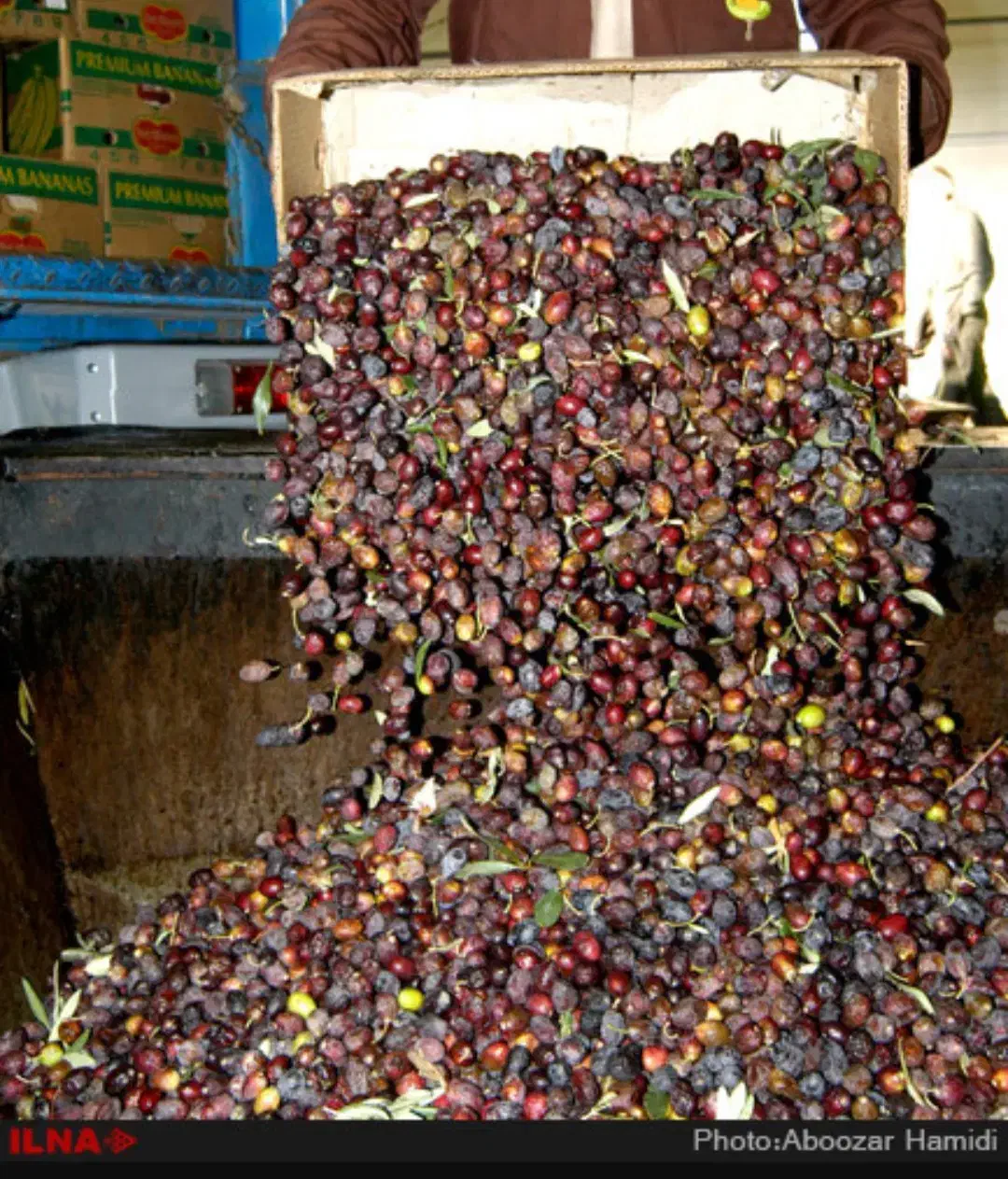 زیتون روغنی|خدمات باغبانی و درختکاری|سرپل ذهاب, |دیوار