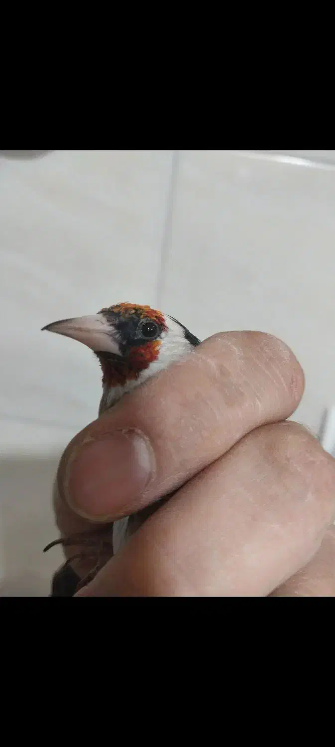 سهره نر نشوندار قناری آماده|پرنده|شاهین‌شهر, گزبرخوار|دیوار