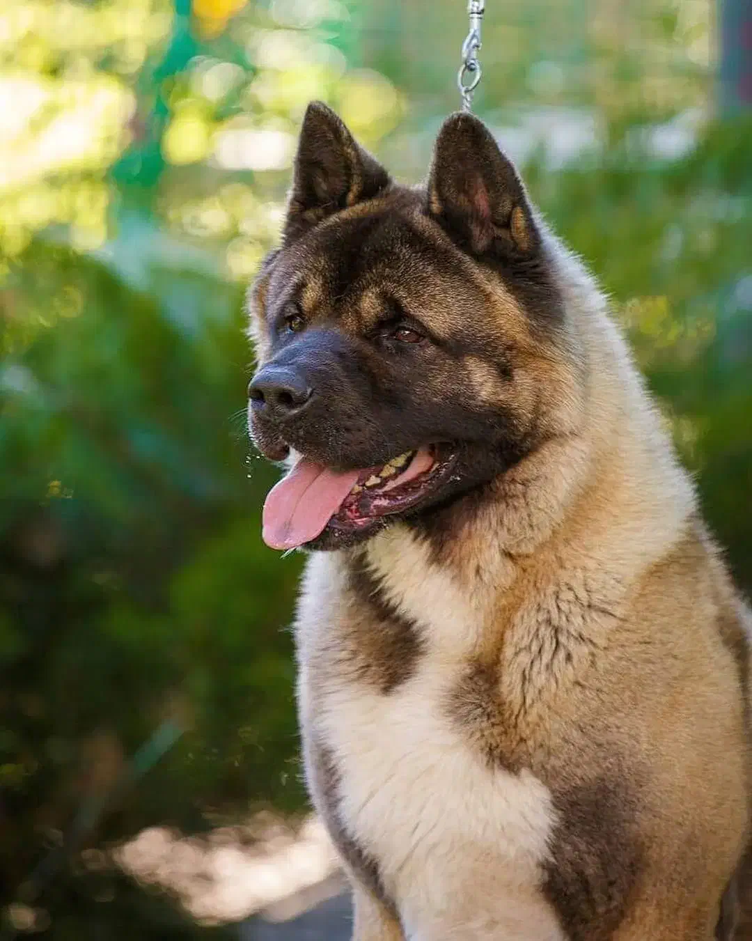 آکیتا آمریکایی|سگ|تهران, شهرک آزمایش|دیوار