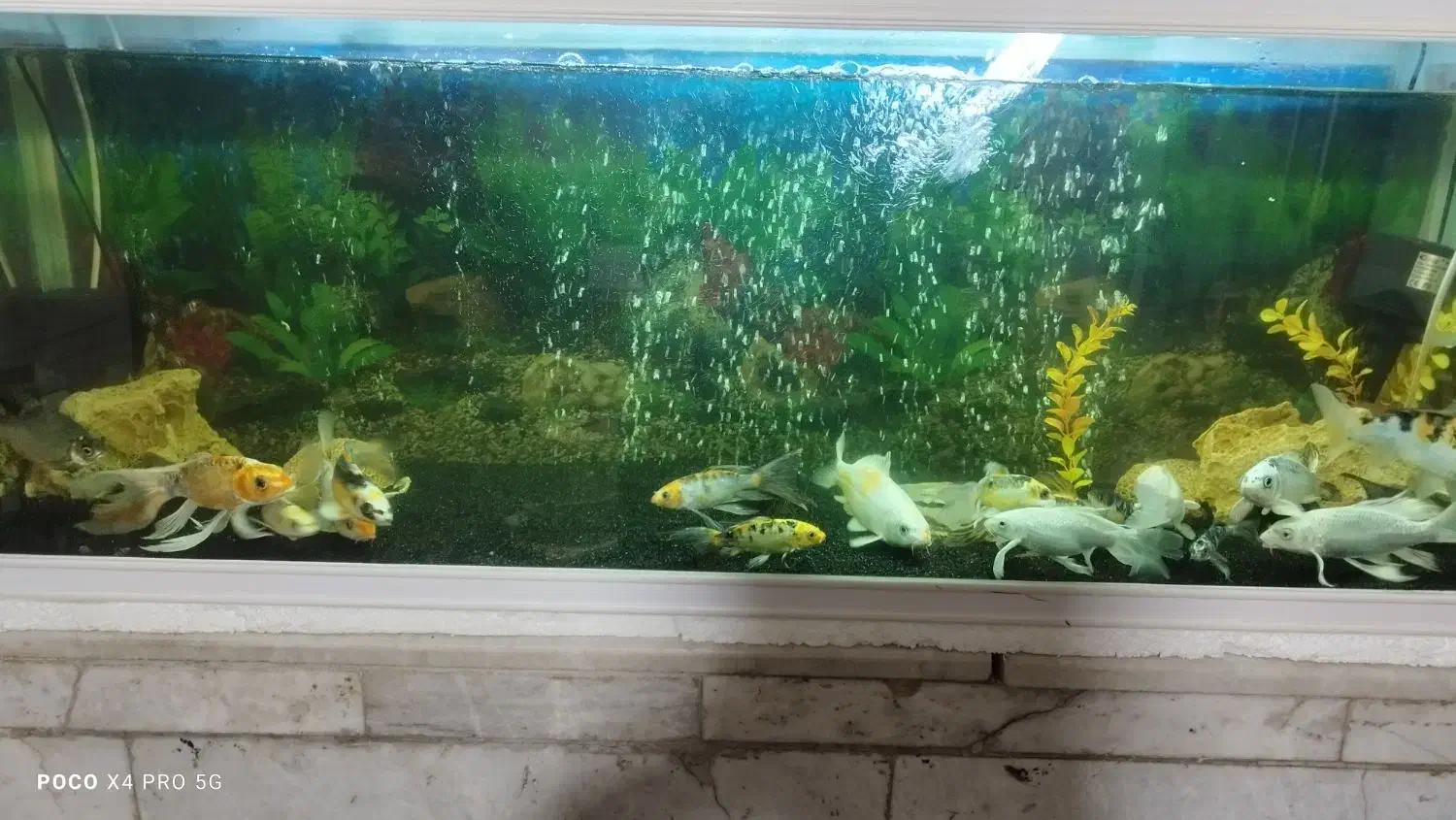 فروش ماهی کوی|ماهی|کرمان, |دیوار