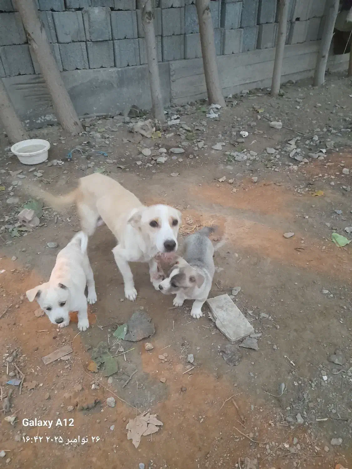 توله سک پا کوتاه|سگ|گمیشان, |دیوار