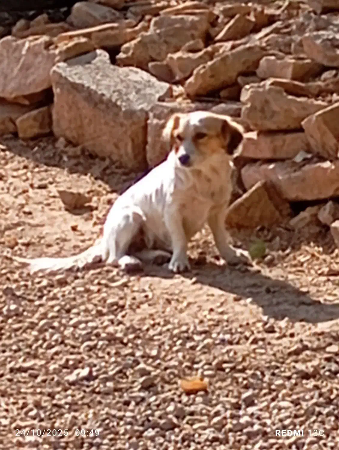 سگهای باهوش|سگ|مسجد سلیمان, |دیوار