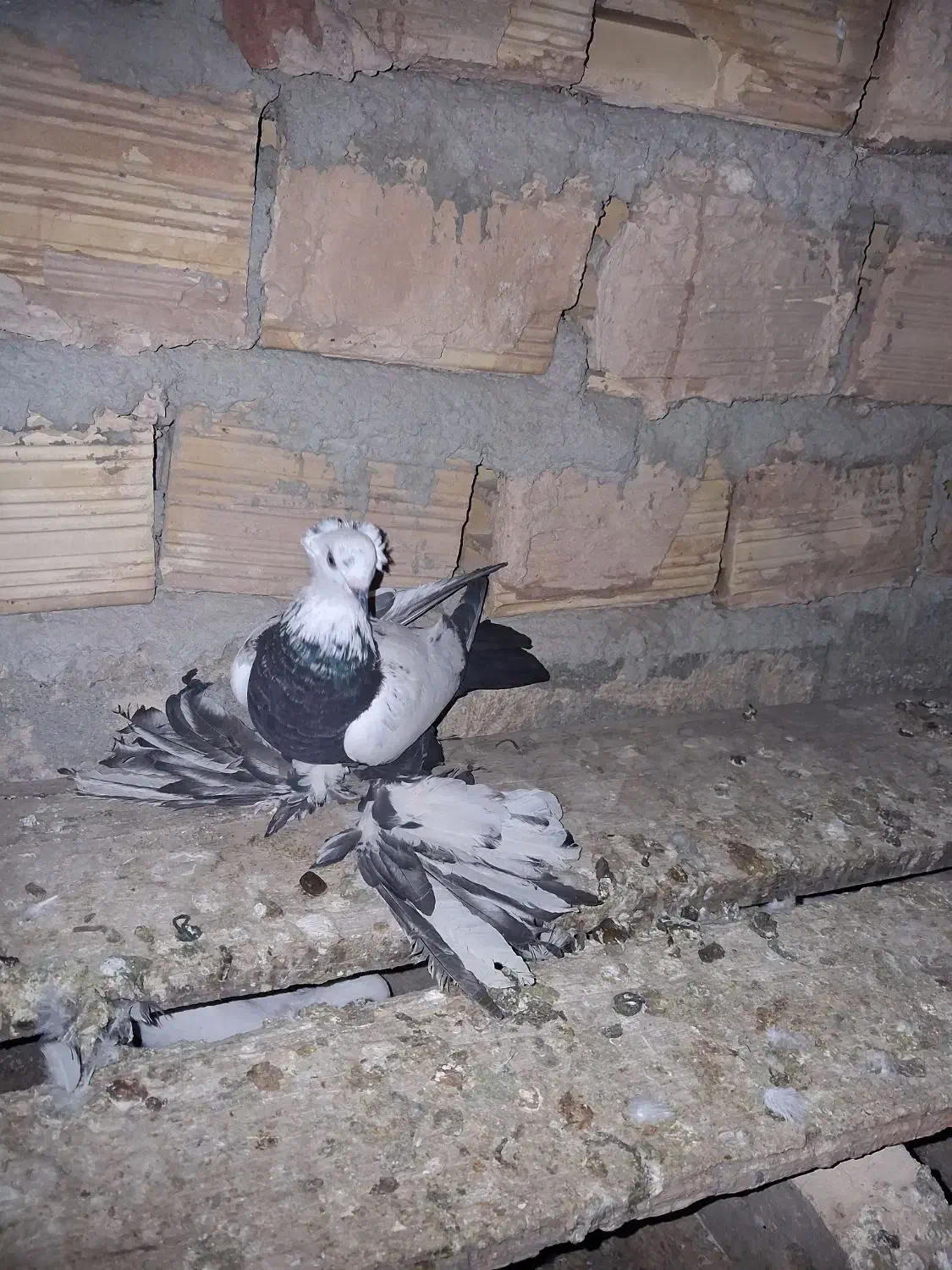 یک عدد سینه سیاه|پرنده|آذرشهر, |دیوار