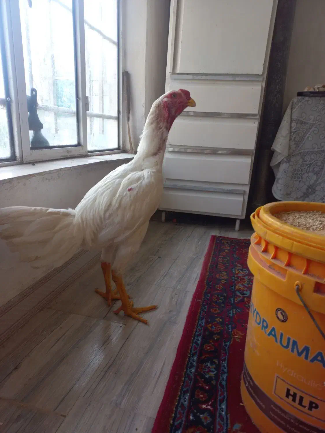 خروس مزرعه|حیوانات مزرعه|رشت, احمد گوراب|دیوار