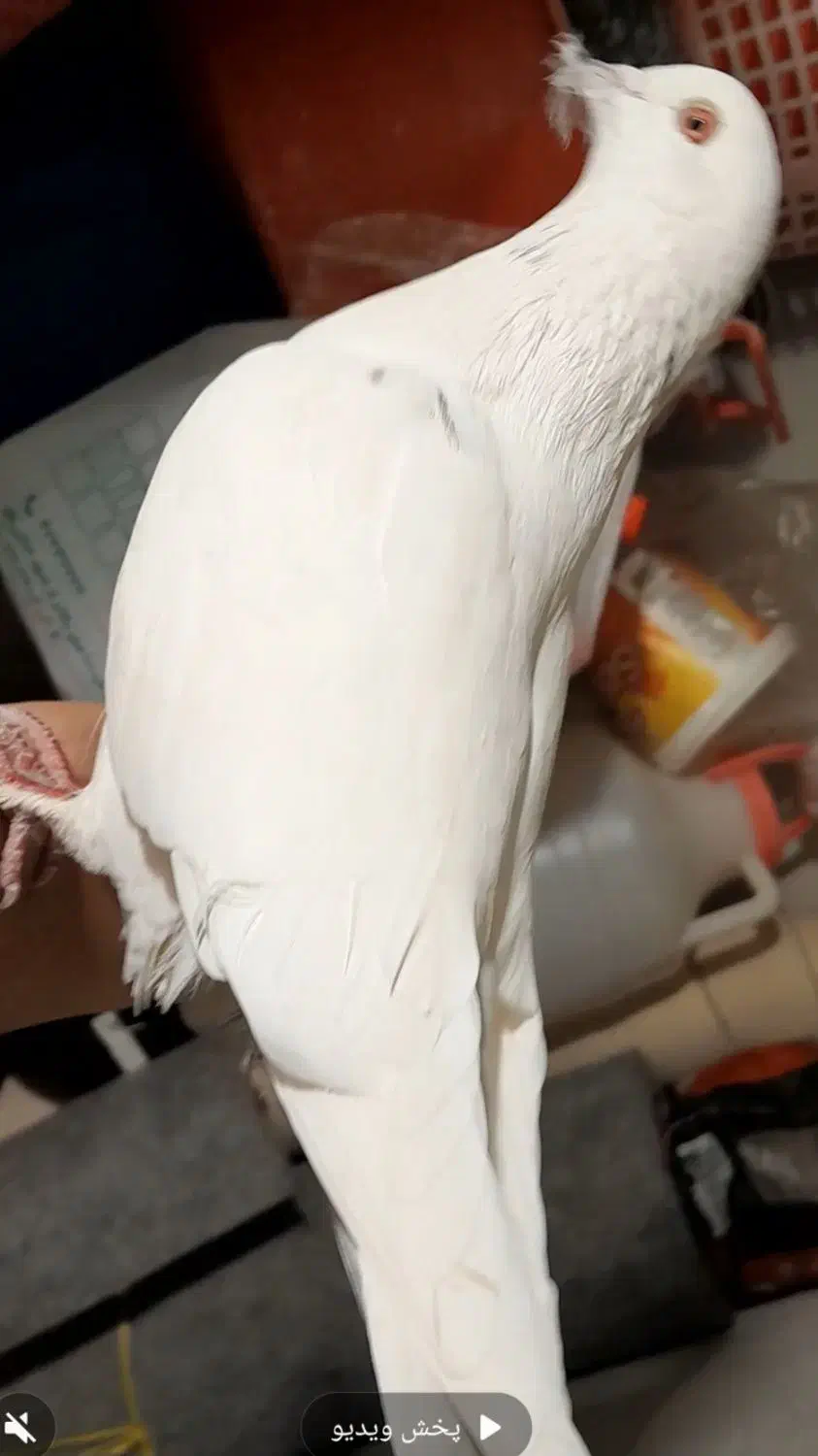 کبوتر . گمشده|حیوانات|فیروزکوه, |دیوار