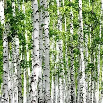 فروش درخت تبریزی ( گواخ)|گل و گیاه طبیعی|میاندوآب, |دیوار