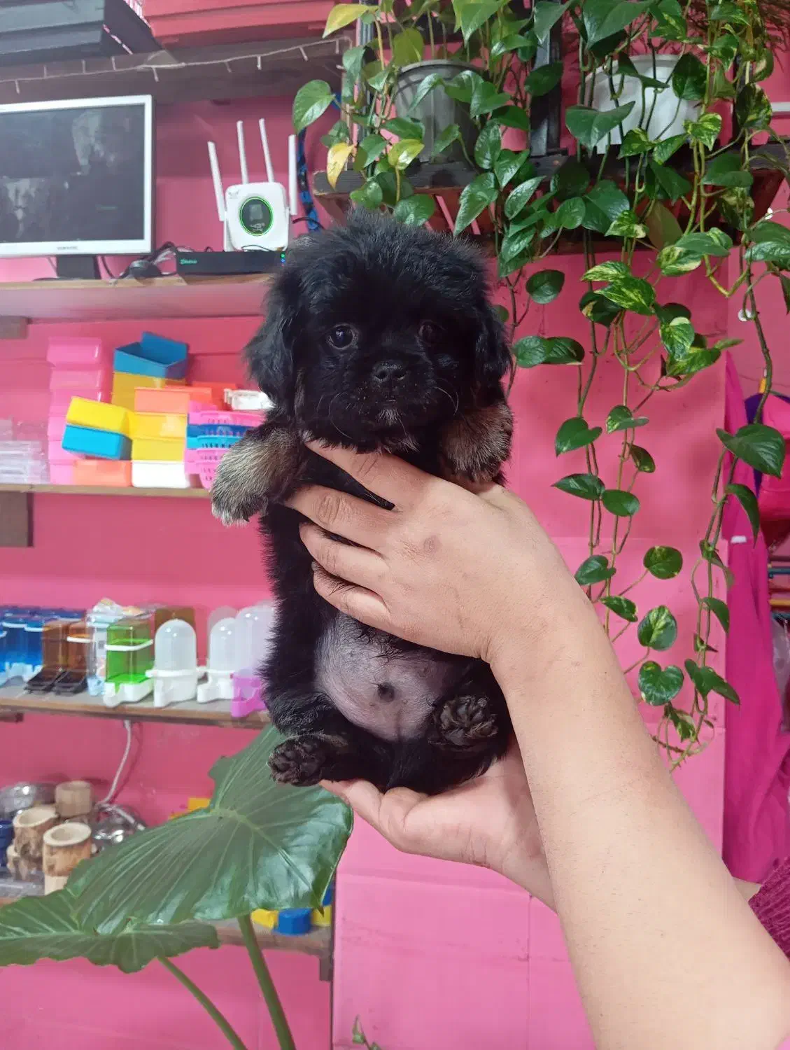 سگ شیتزو مشکی خاص|سگ|محمودآباد, |دیوار