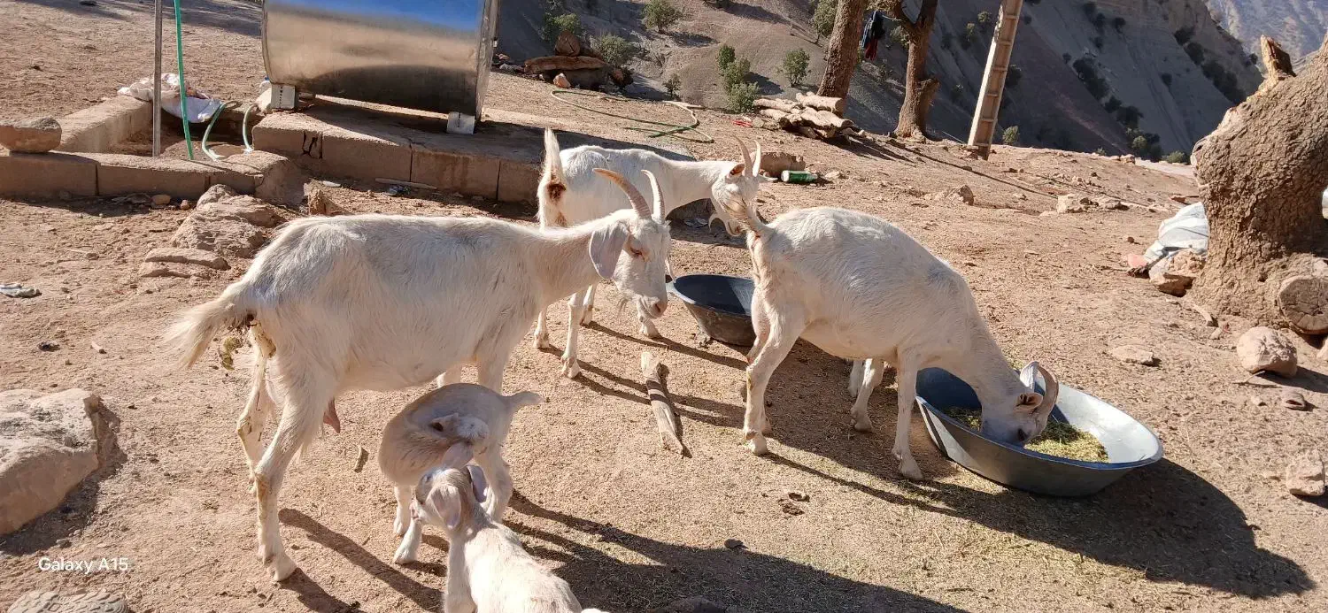 معاوضه بز سانن با میش|حیوانات مزرعه|رودشت (چهارمحال و بختیاری), |دیوار