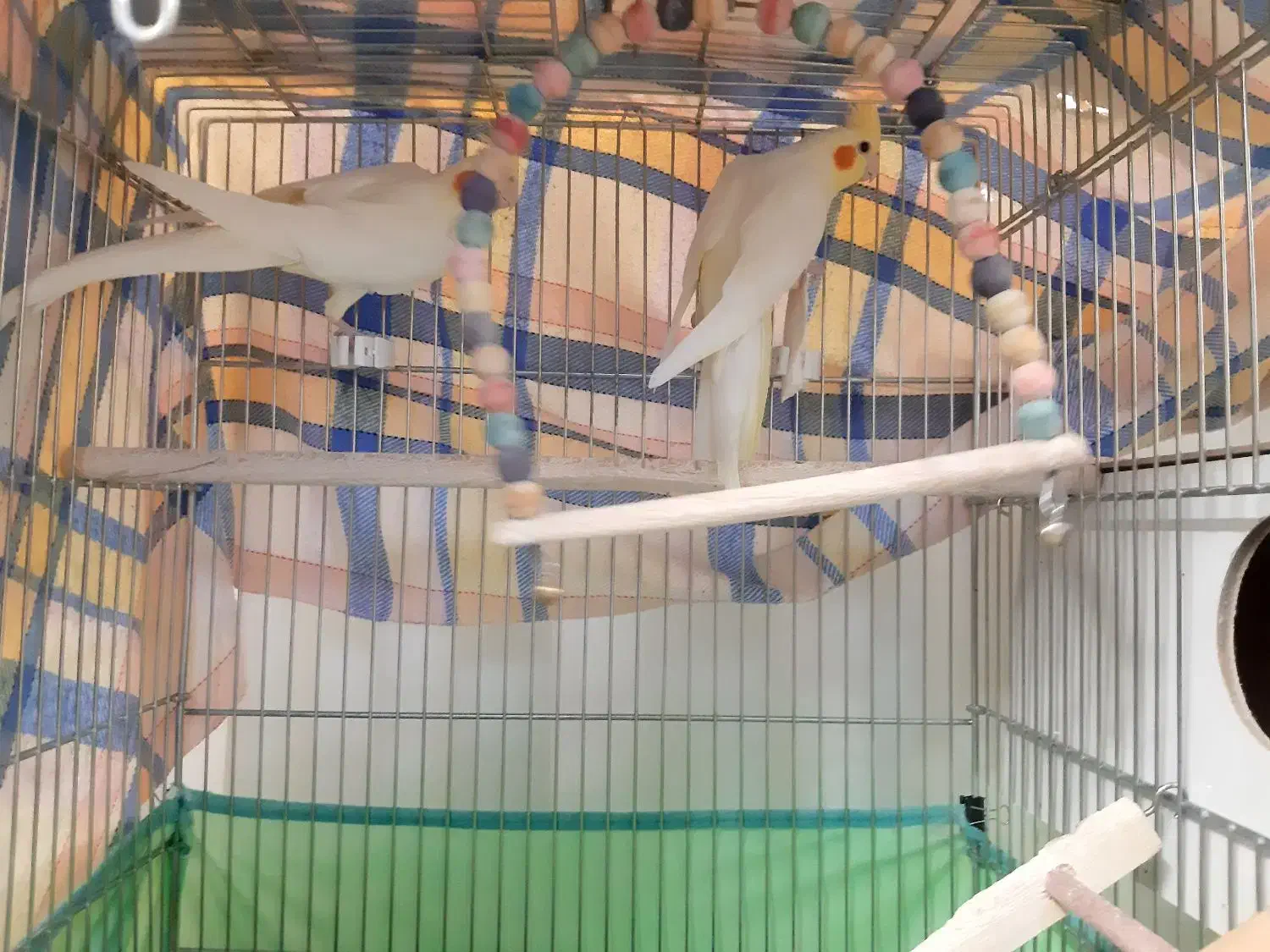 عروس هلندی لوتینو چشم شرابی|پرنده|شاهینشهر, گرگاب|دیوار