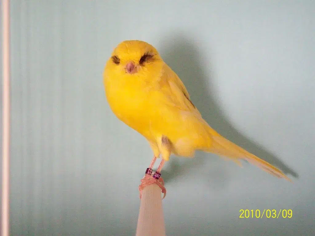 قناری|پرنده|تهران, بوستان ولایت|دیوار