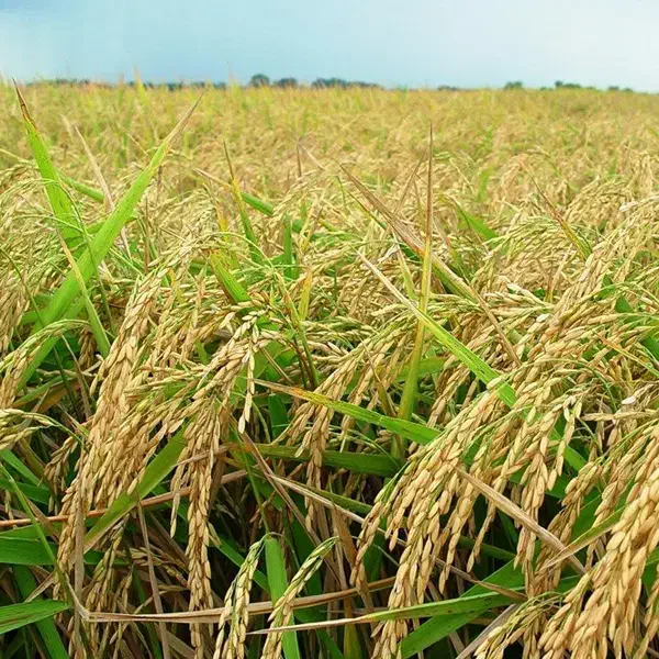 ۱۲ هکتار‌زمین ابی اق قمیش|فروش دفتر صنعتی، کشاورزی، تجاری|صادق آباد, |دیوار