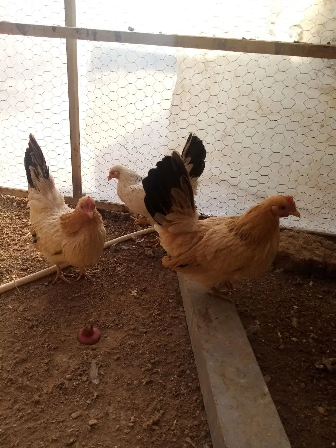 تخم مرغ نطفه دار جاپنیز|حیوانات مزرعه|خمینیشهر, |دیوار