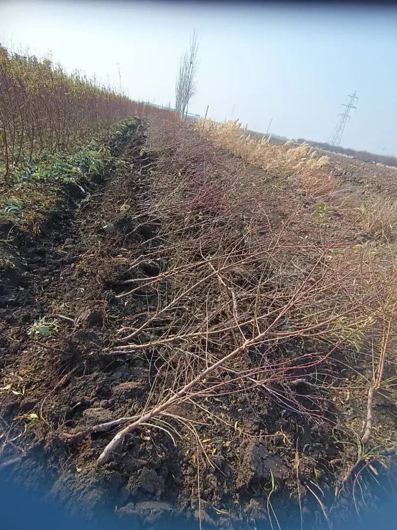 نهالستان دشت سبز|گل و گیاه طبیعی|تیران, |دیوار