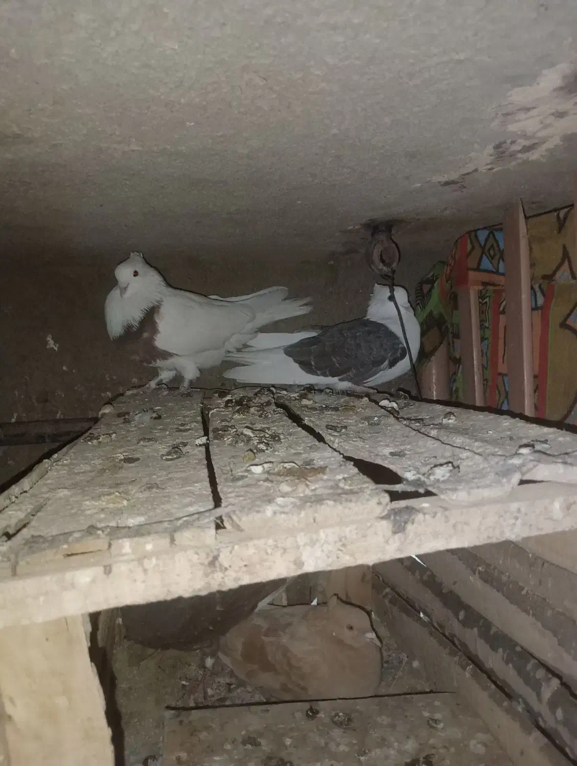 کبوتر|پرنده|دهگلان, |دیوار