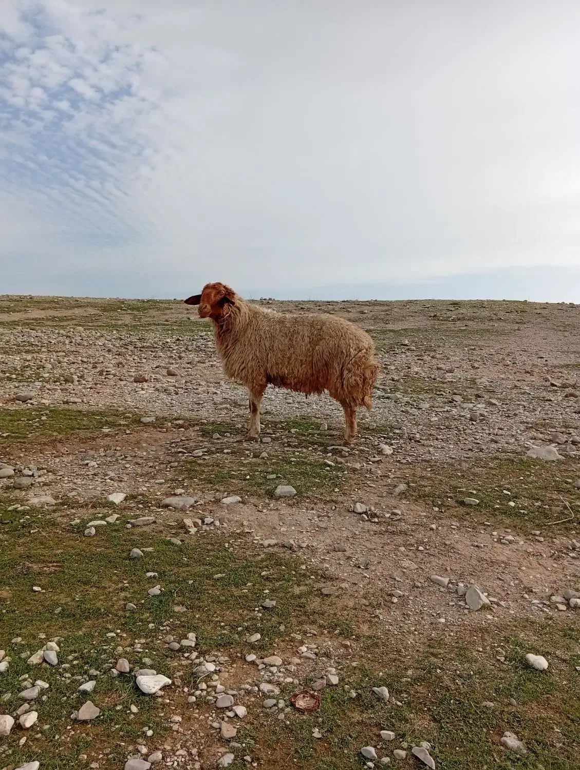 قوچ|حیوانات مزرعه|مهران (ایلام), |دیوار