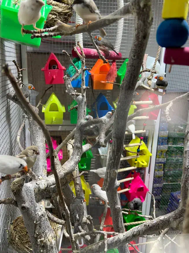 قفس پرنده با تجهیزات یکجا|پرنده|رفسنجان, |دیوار