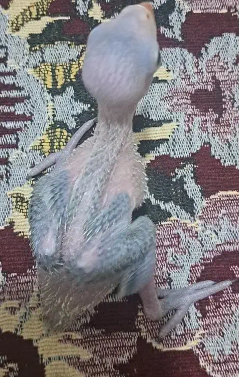 جوجه ملنگوسرلاکی وجوجه گیرینچیک آناناسی دبل رد|پرنده|شیراز, شهرک رضوان|دیوار