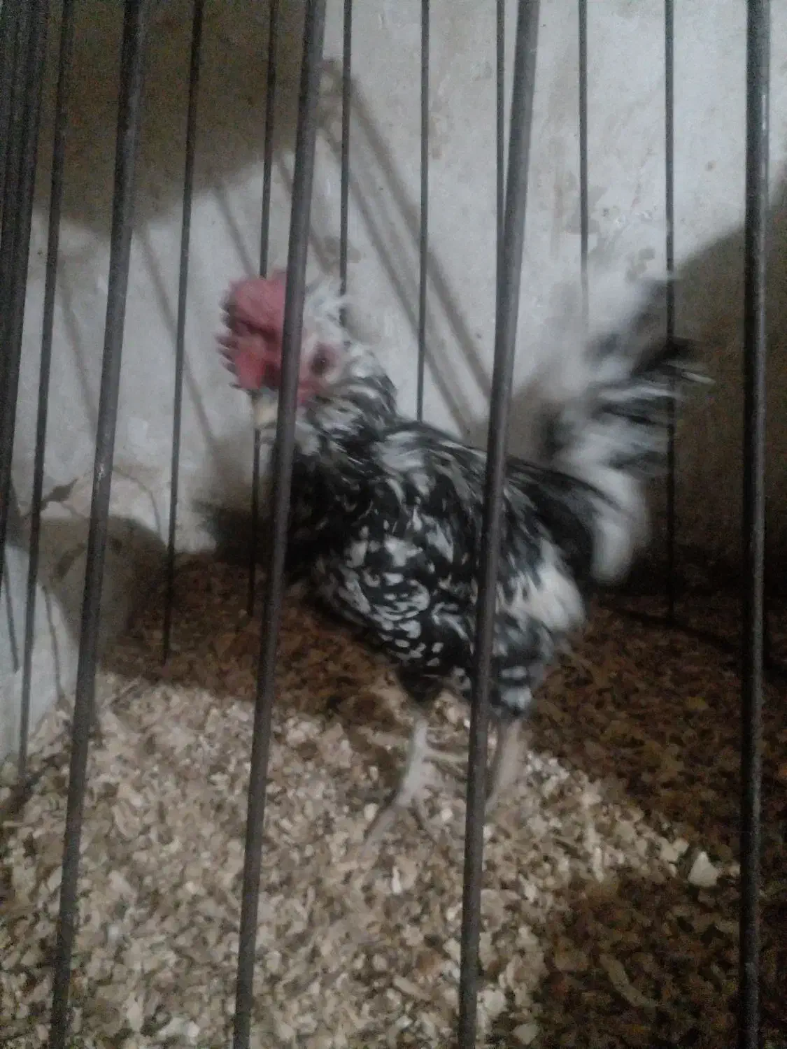 خروس گلین لری|حیوانات مزرعه|قرچک, فردیس|دیوار