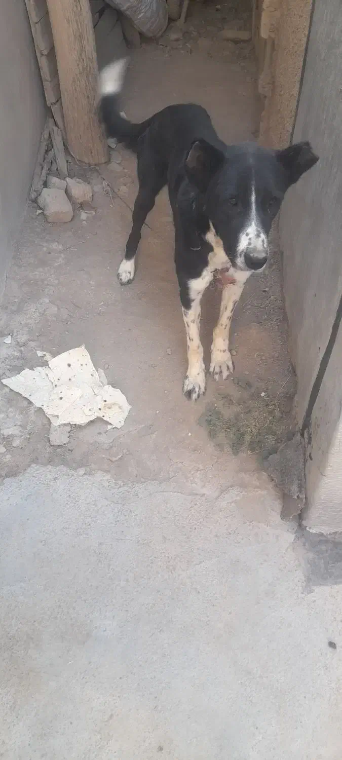 واگزاری|سگ|زالیان, |دیوار