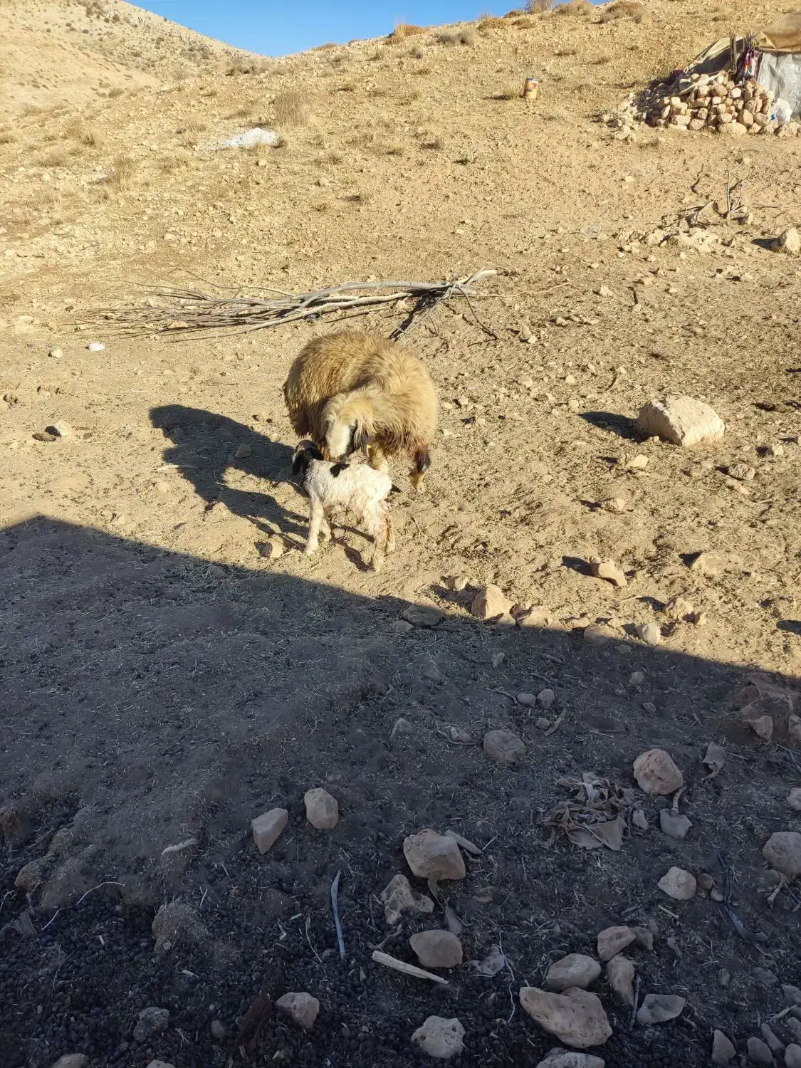 گوسفند.|حیوانات مزرعه|یاسوج, |دیوار