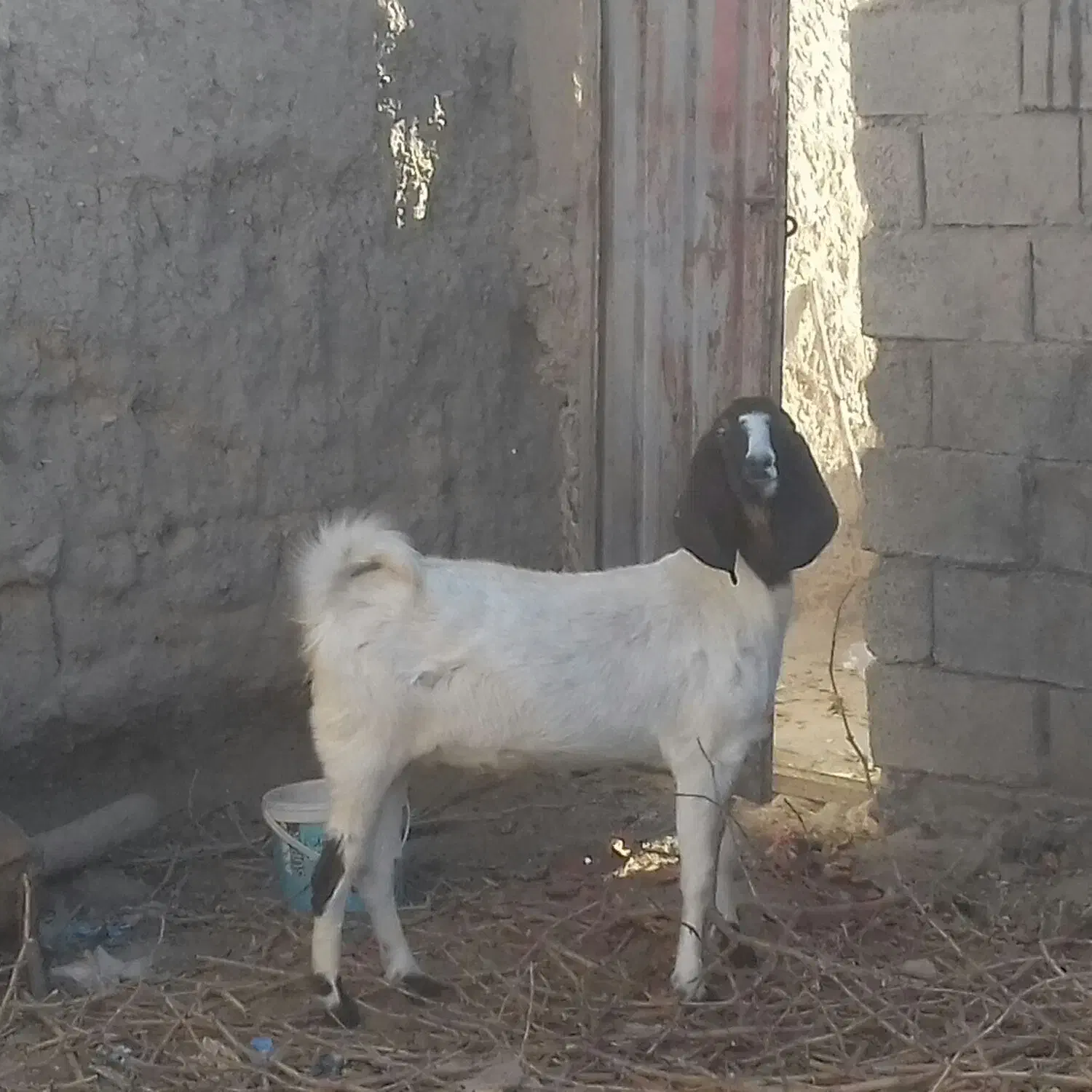 یک بز و یک کولار|حیوانات مزرعه|بردسکن, |دیوار