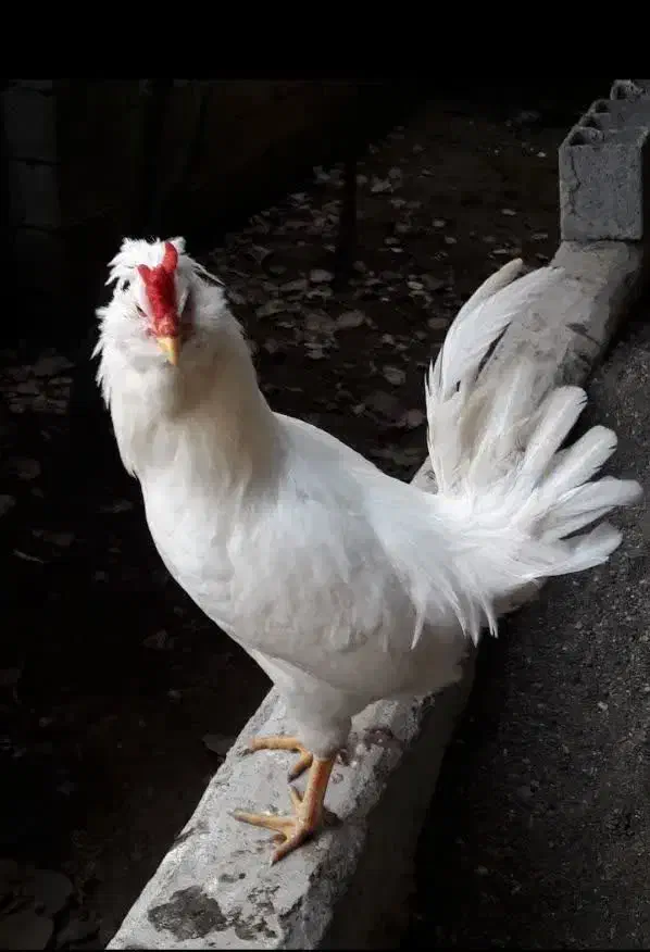 خروس گلین اصیل|حیوانات مزرعه|شلمان, |دیوار