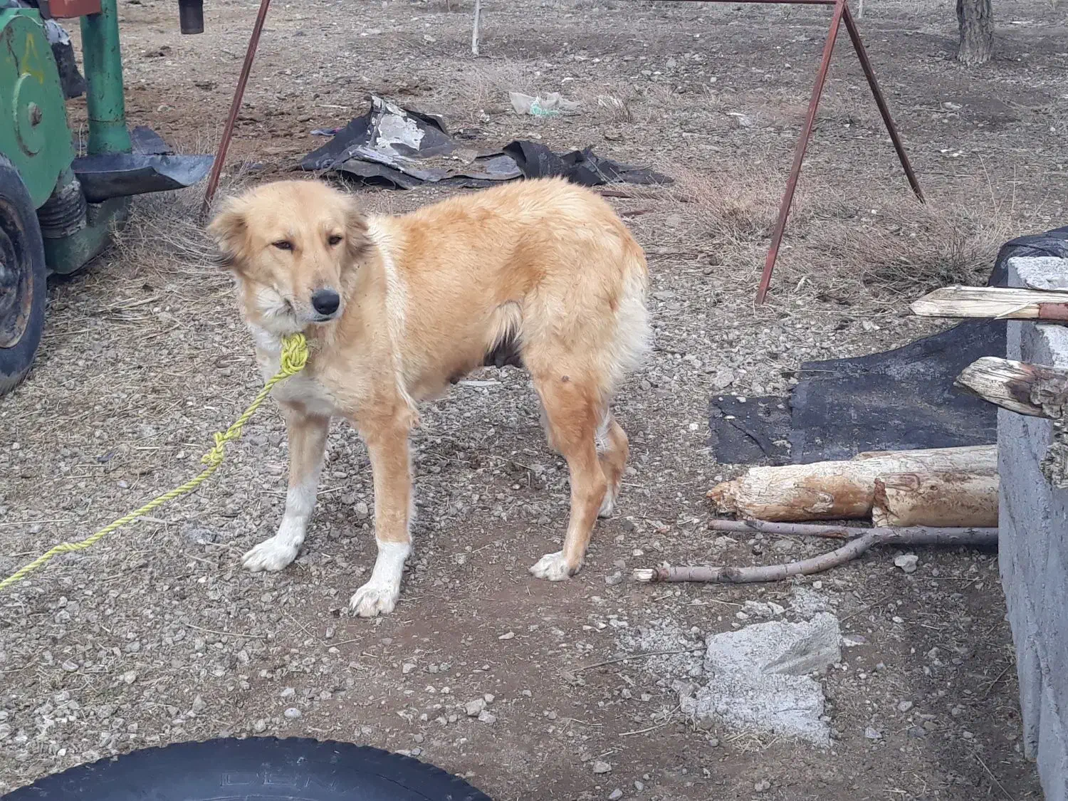 سگ ماده|سگ|اردبیل, |دیوار